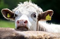 Un vitello tenero e curioso